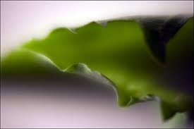 Dandelion leaf